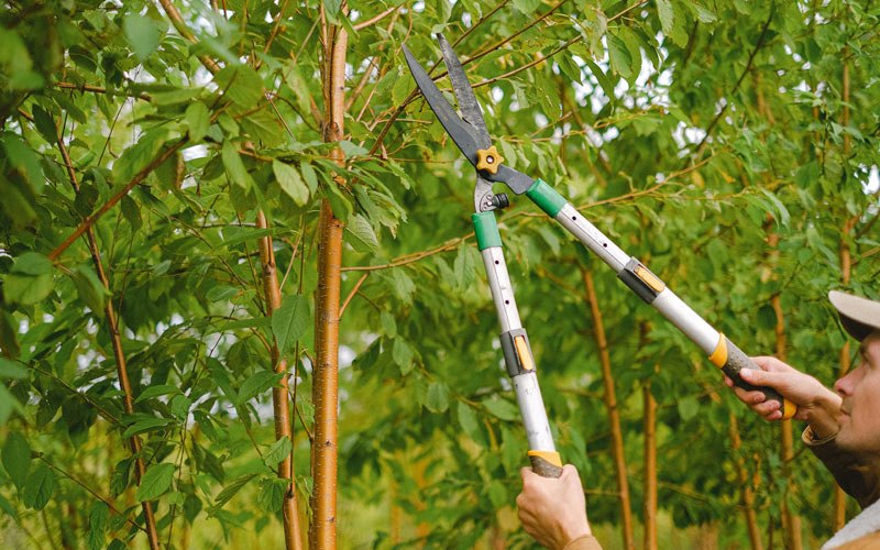 Tree trimming in Augusta, WV